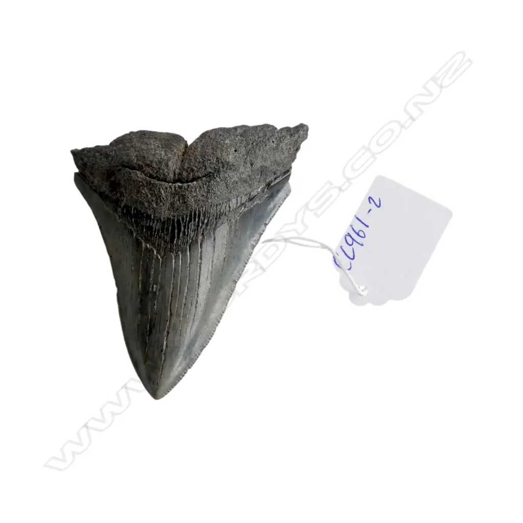 MEGALODON TOOTH L.80mm Image 1++