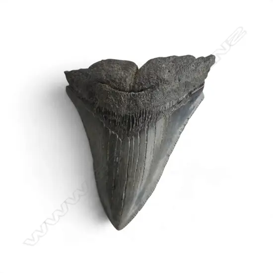 MEGALODON TOOTH L.80mm