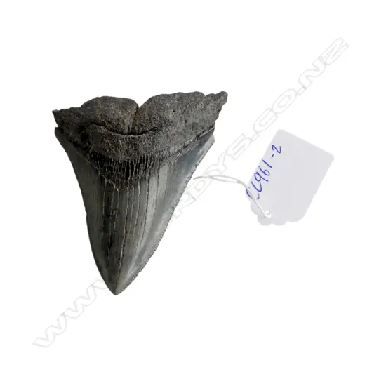 MEGALODON TOOTH L.80mm