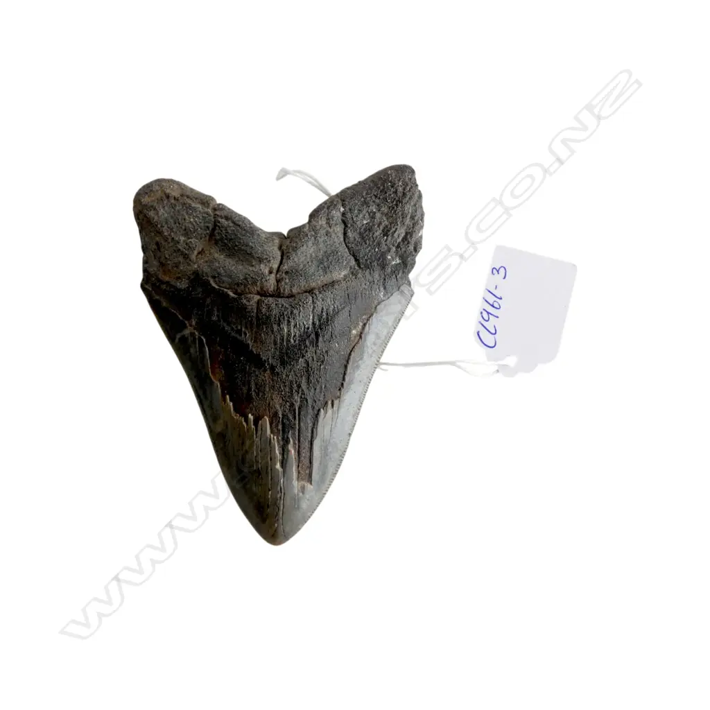 MEGALODON TOOTH L.110mm Image 1++