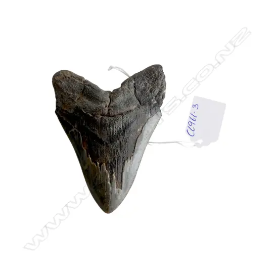 MEGALODON TOOTH L.110mm