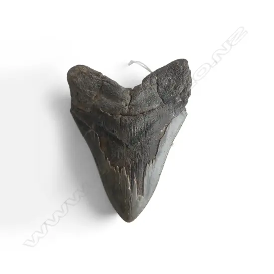 MEGALODON TOOTH L.110mm