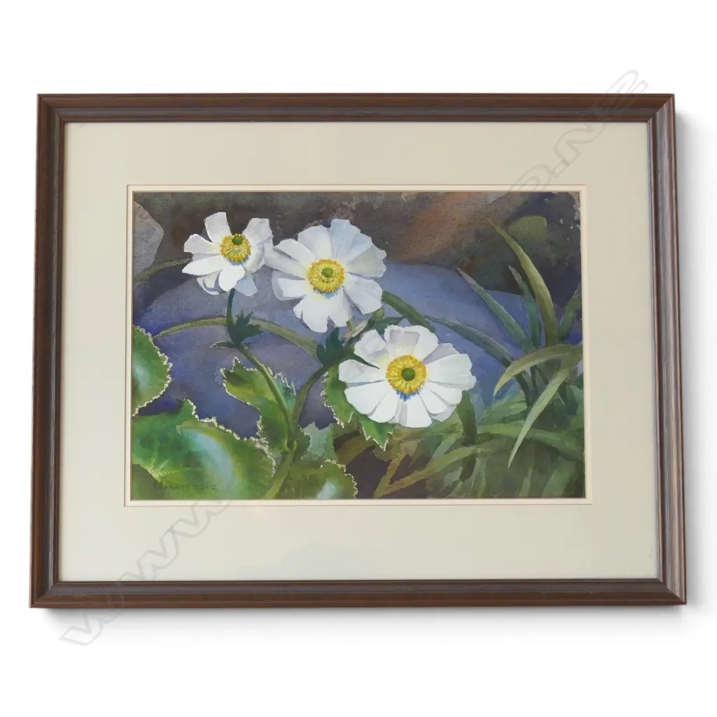Austen A. Deans (NZ 1915-2011) 'RANUNCULUS LYALLI' watercolour. Signed & dated 2002. 260 x 380mm Image 1++