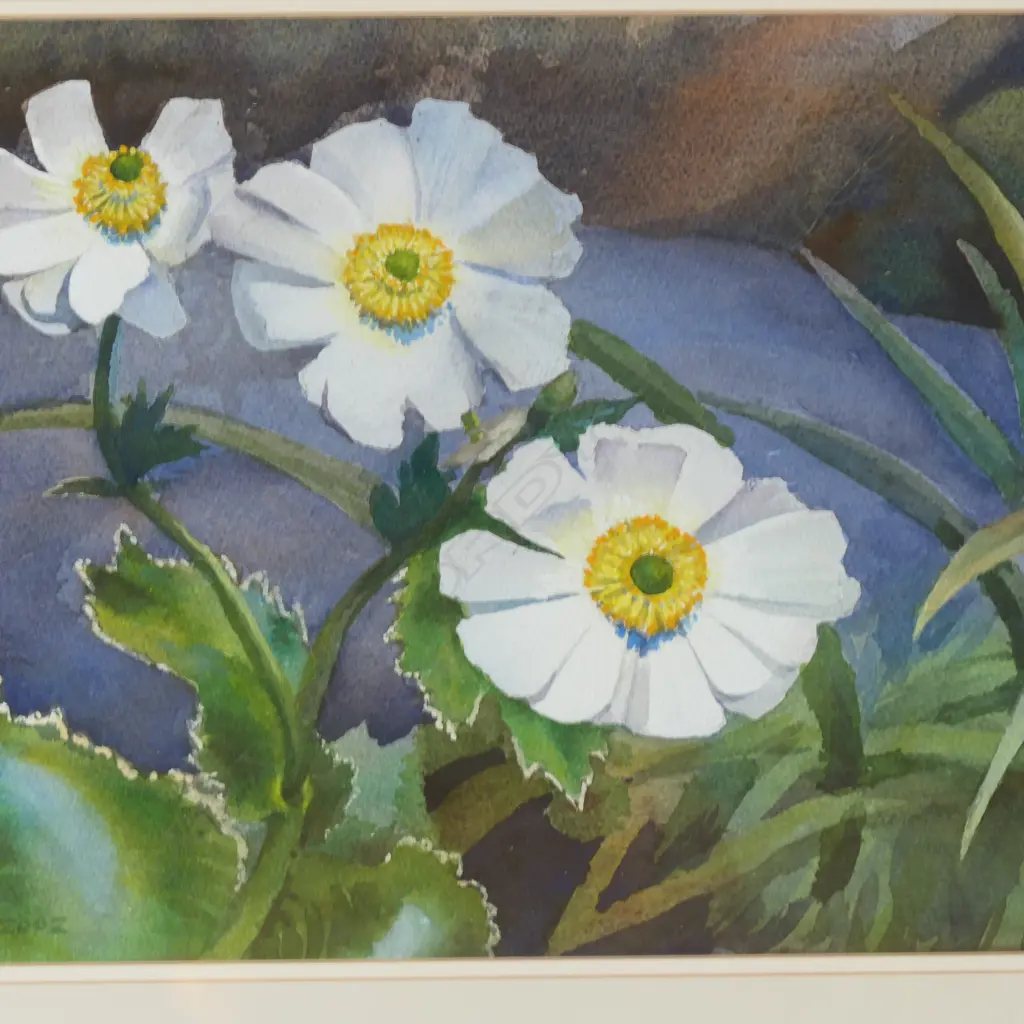 Austen A. Deans (NZ 1915-2011) 'RANUNCULUS LYALLI' watercolour. Signed & dated 2002. 260 x 380mm Image 1++