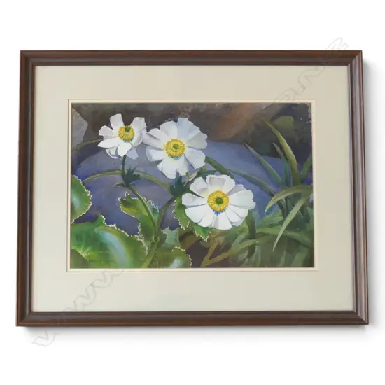 Austen A. Deans (NZ 1915-2011) 'RANUNCULUS LYALLI' watercolour. Signed & dated 2002. 260 x 380mm