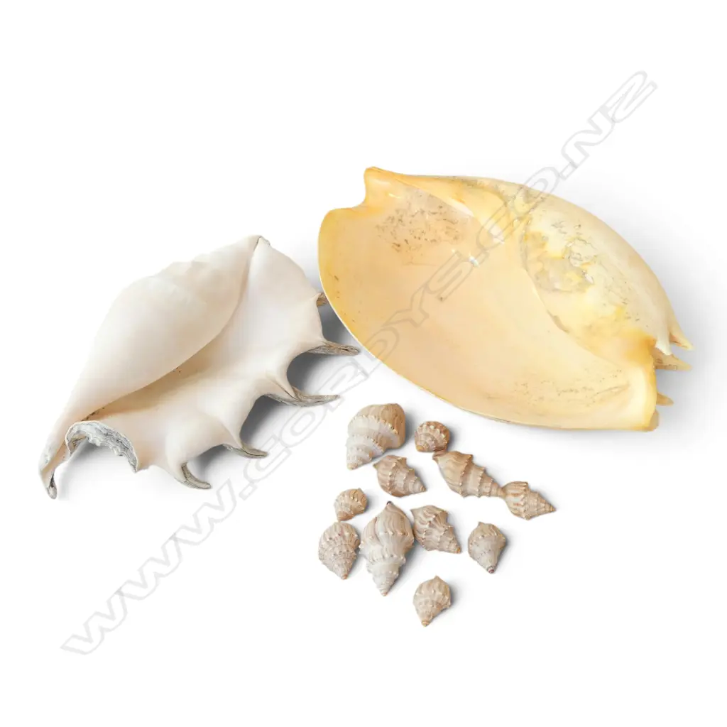 ASST. SEASHELLS Image 1++