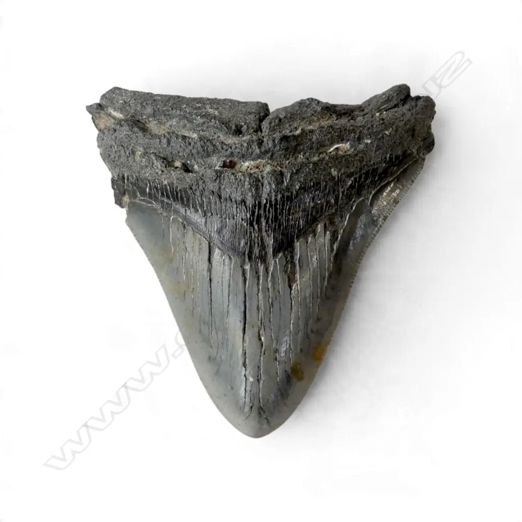 MEGALODON TOOTH 100x100mm Image 1++