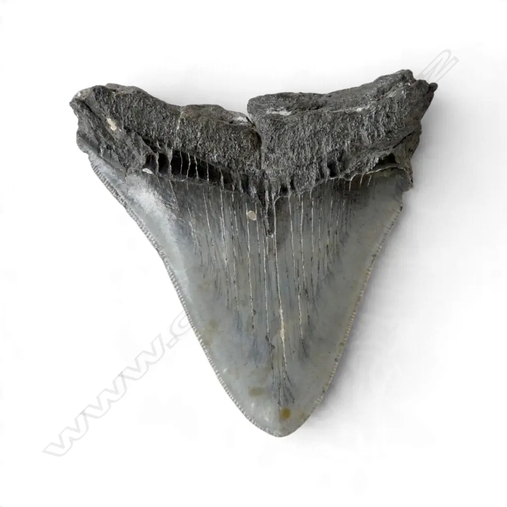 MEGALODON TOOTH 100x100mm Image 1++