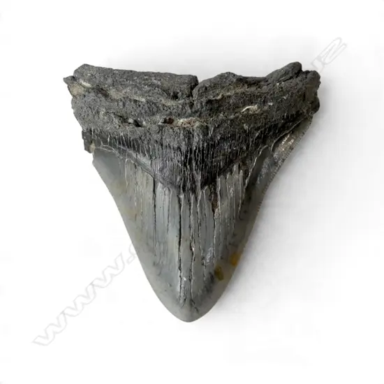 MEGALODON TOOTH 100x100mm