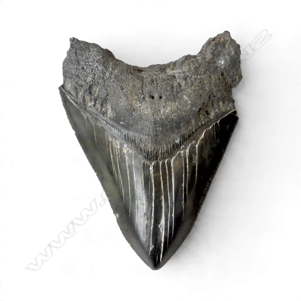 MEGALODON TOOTH 95x75mm Image 1++
