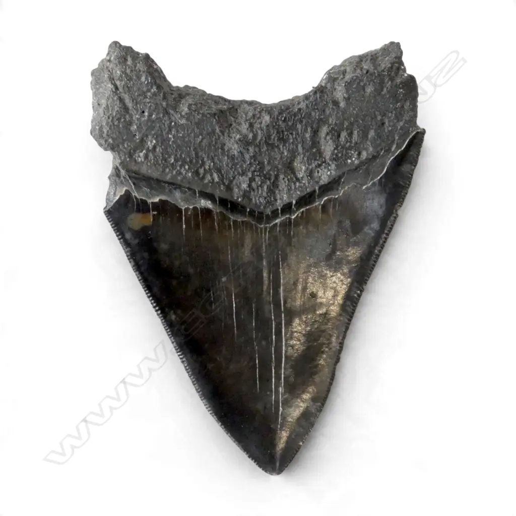 MEGALODON TOOTH 95x75mm Image 1++