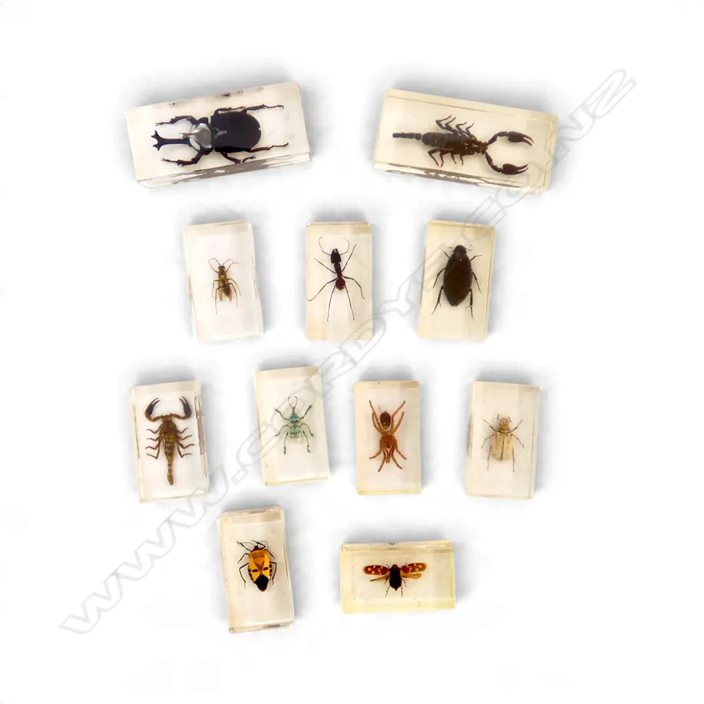 COLLECTION INSECT SPECIMENS ENCASED IN RESIN Image 1++