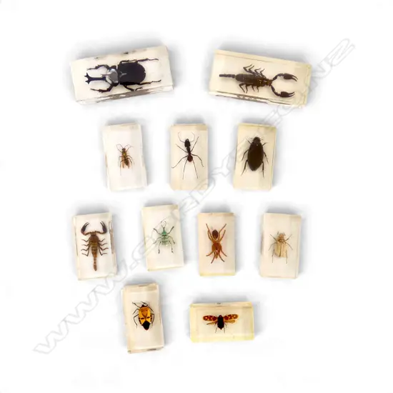 COLLECTION INSECT SPECIMENS ENCASED IN RESIN