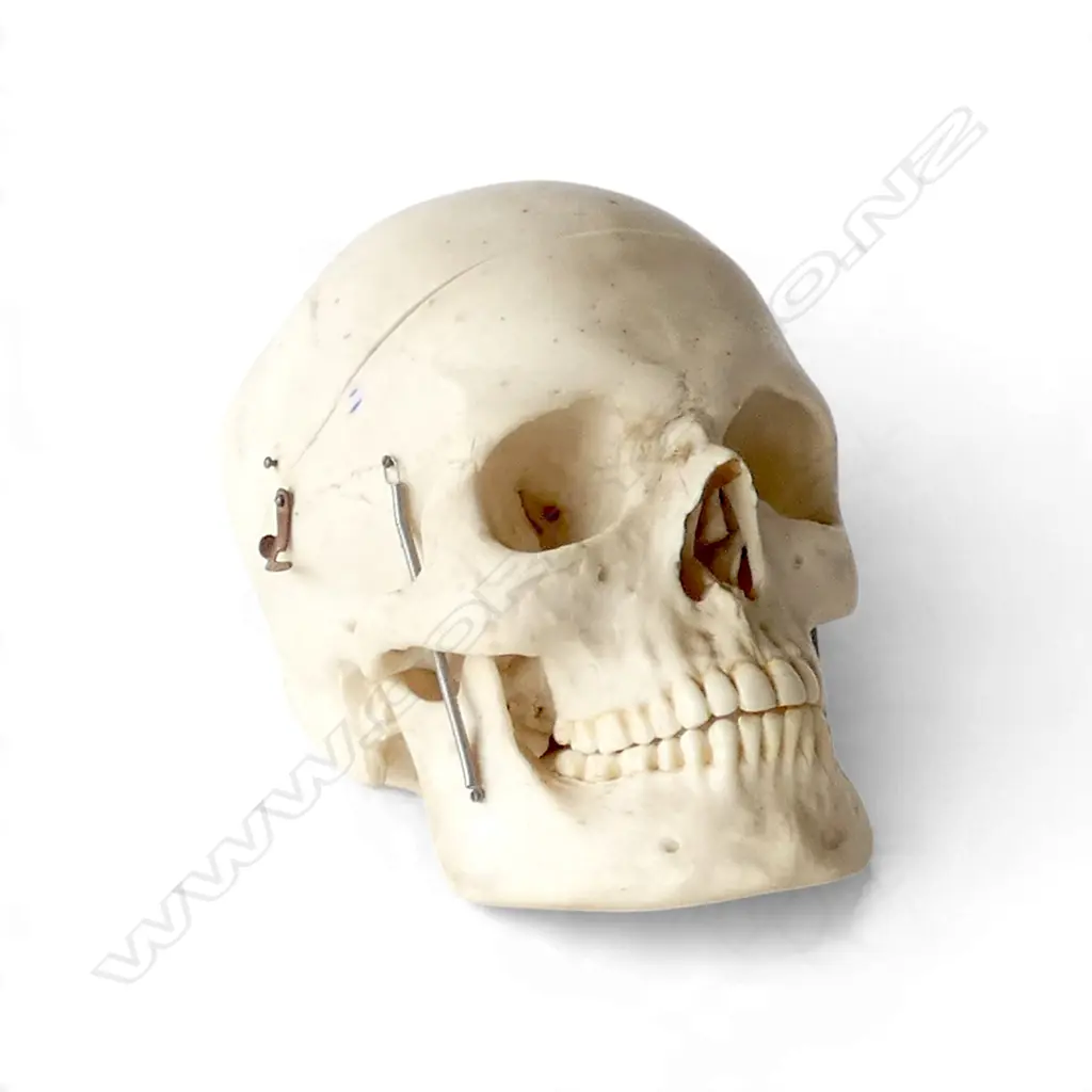 RESIN REPLICA SKULL H.160mm Image 1++
