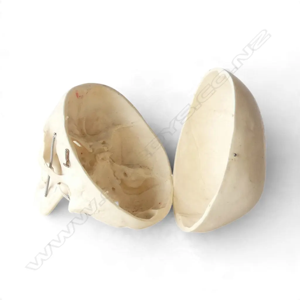 RESIN REPLICA SKULL H.160mm Image 1++