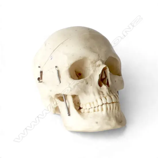 RESIN REPLICA SKULL H.160mm