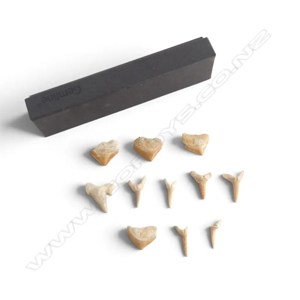 COLLECTION 11 FOSSILISED SHARK TEETH, L.20-30mm Image 1++