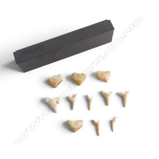 COLLECTION 11 FOSSILISED SHARK TEETH, L.20-30mm