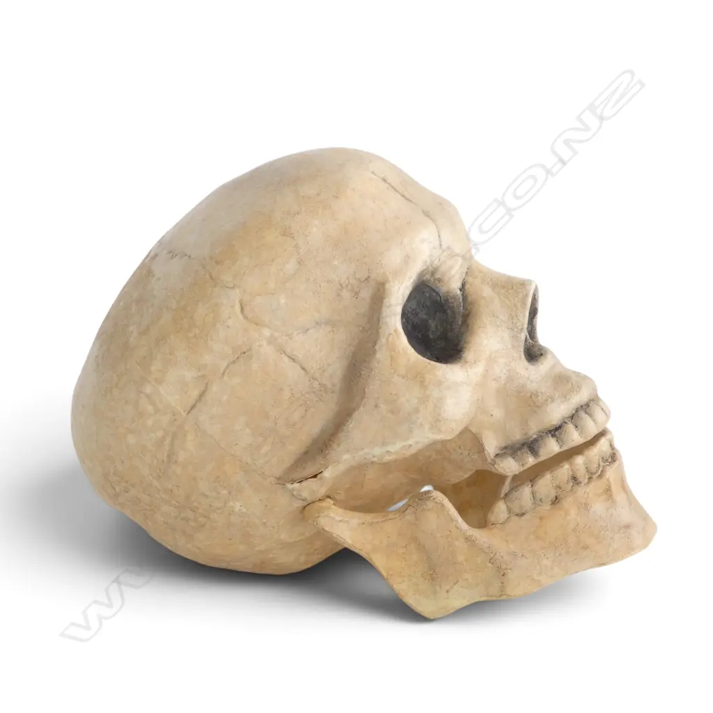 PAPIER MACHE SKULL, H.200mm Image 1++