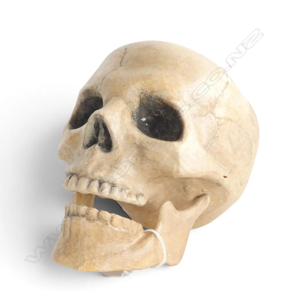PAPIER MACHE SKULL, H.200mm Image 1++