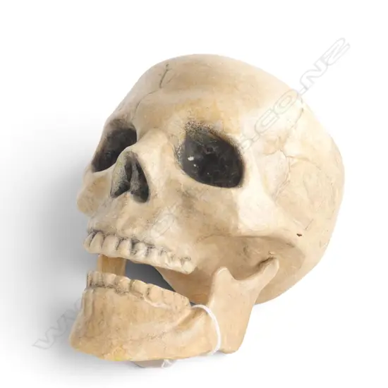 PAPIER MACHE SKULL, H.200mm