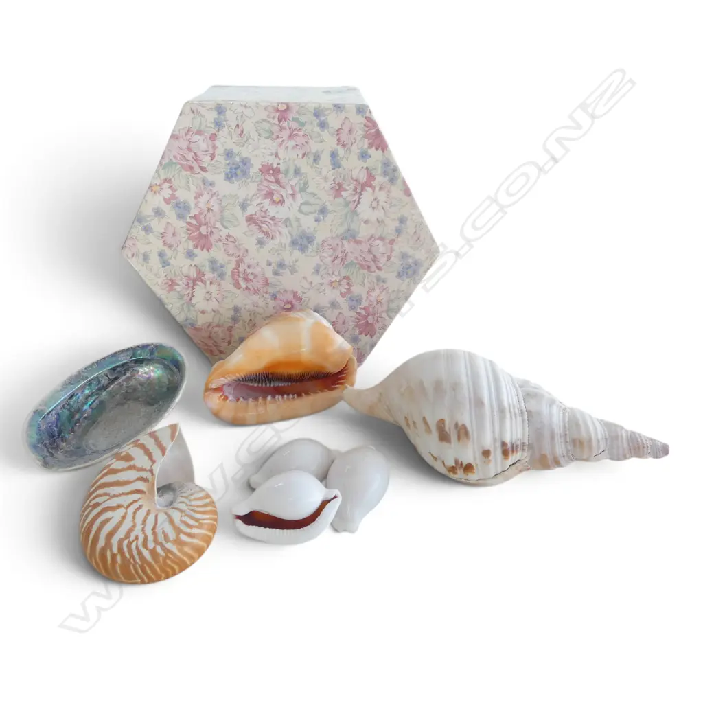 COLLECTION OF 7 PACIFIC ISLAND NATURAL SHELLS NAUTALIS CAMEO PAUA KAURI SHELLS ETC Image 1++