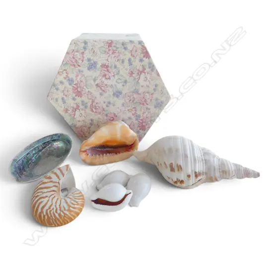 COLLECTION OF 7 PACIFIC ISLAND NATURAL SHELLS NAUTALIS CAMEO PAUA KAURI SHELLS ETC