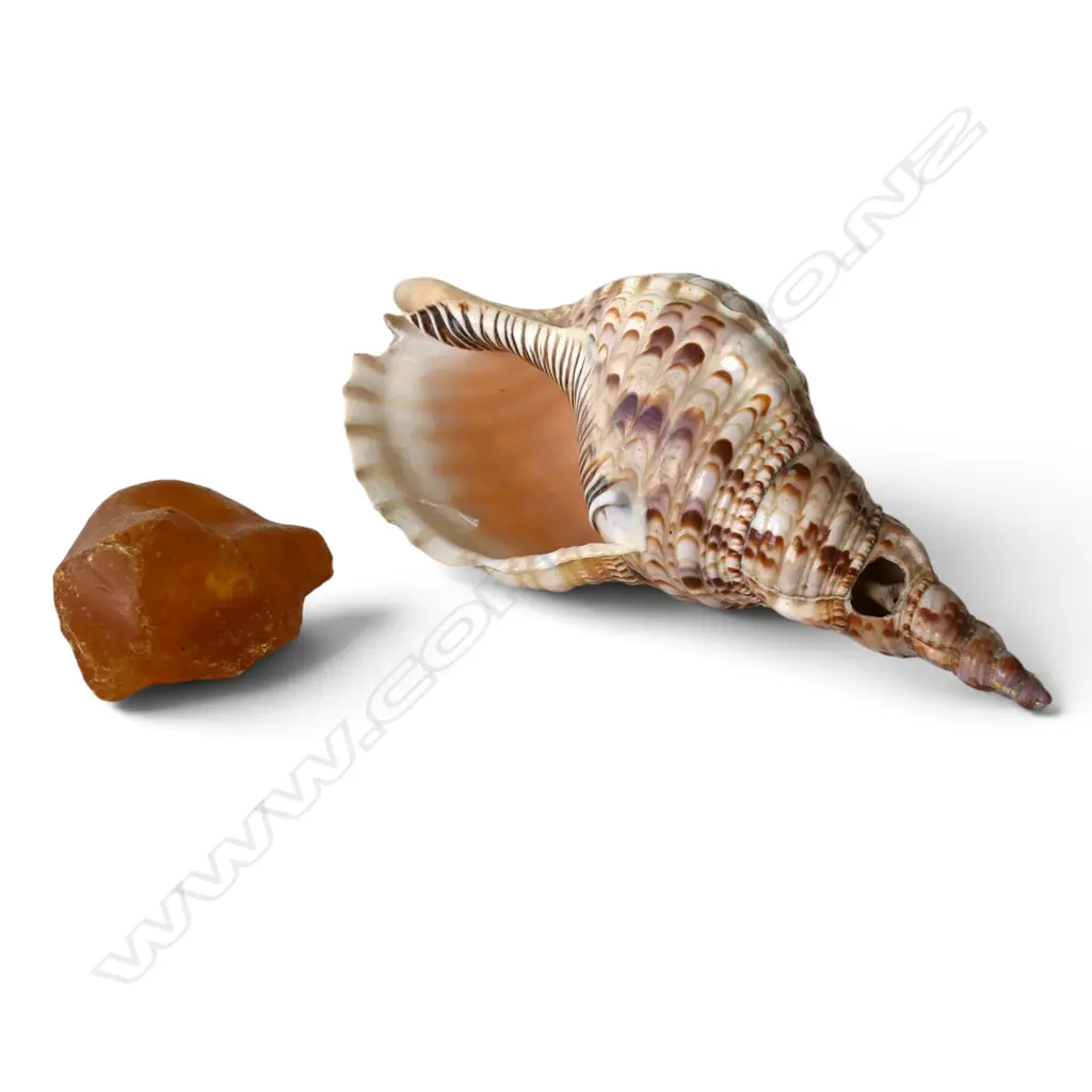 CONCH SHELL W.290mm + PIECE OF KAURI GUM W.105mm Image 1++