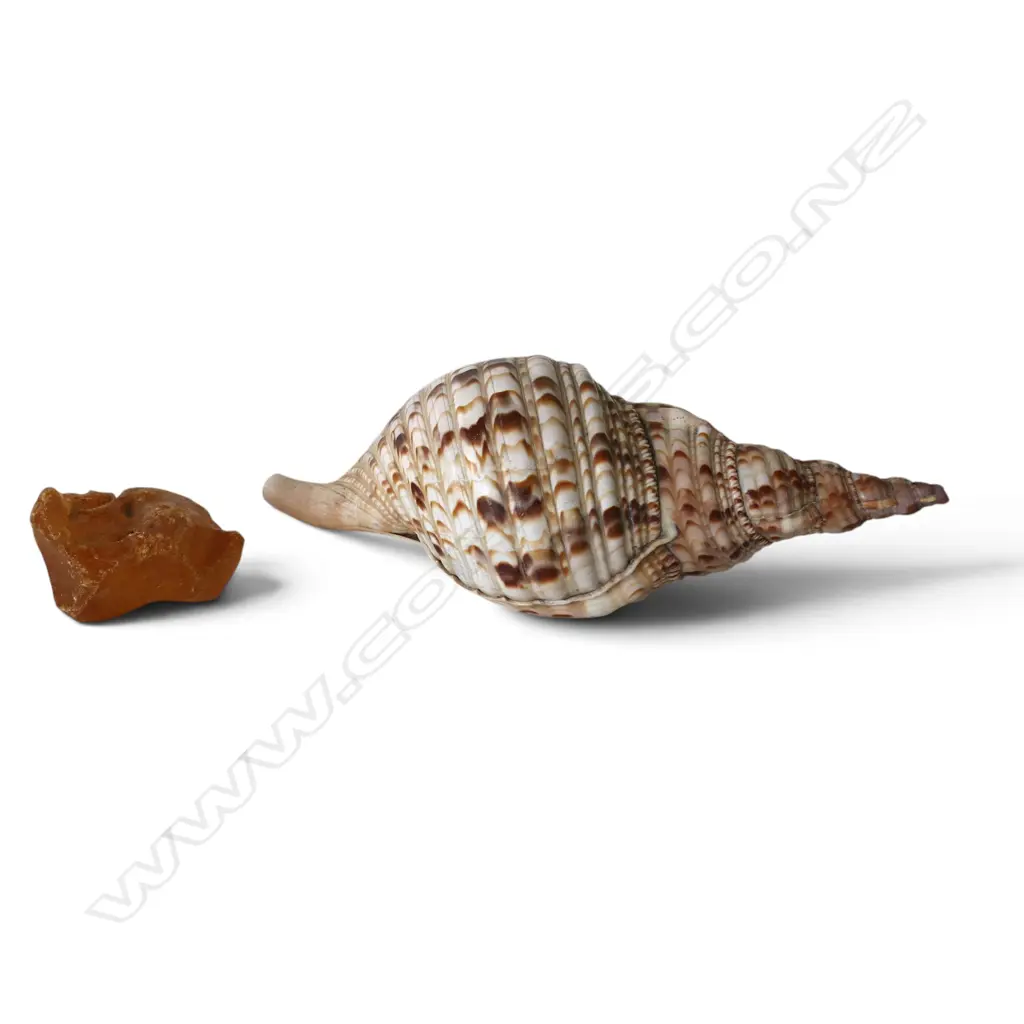 CONCH SHELL W.290mm + PIECE OF KAURI GUM W.105mm Image 1++