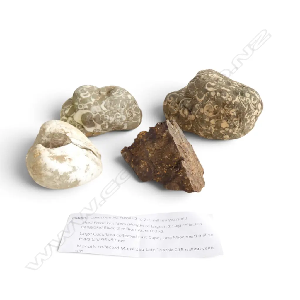 4 N.Z. FIELD COLLECTED FOSSILS  Image 1++
