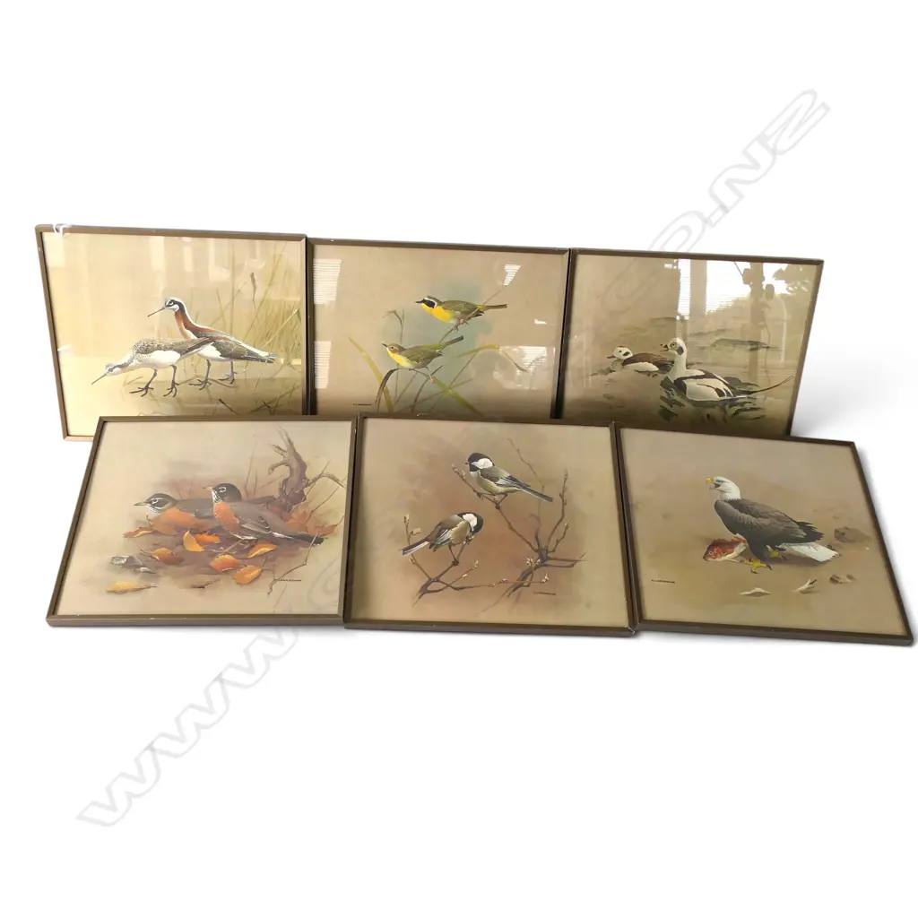 6 VINTAGE F. LANSDOWNE FRAMED BIRD ART PRINTS, W.345mm H.305mm Image 1++
