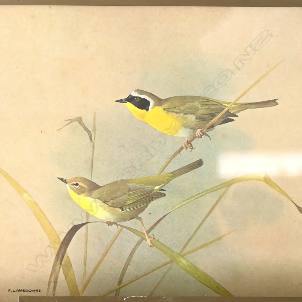 6 VINTAGE F. LANSDOWNE FRAMED BIRD ART PRINTS, W.345mm H.305mm Image 1++