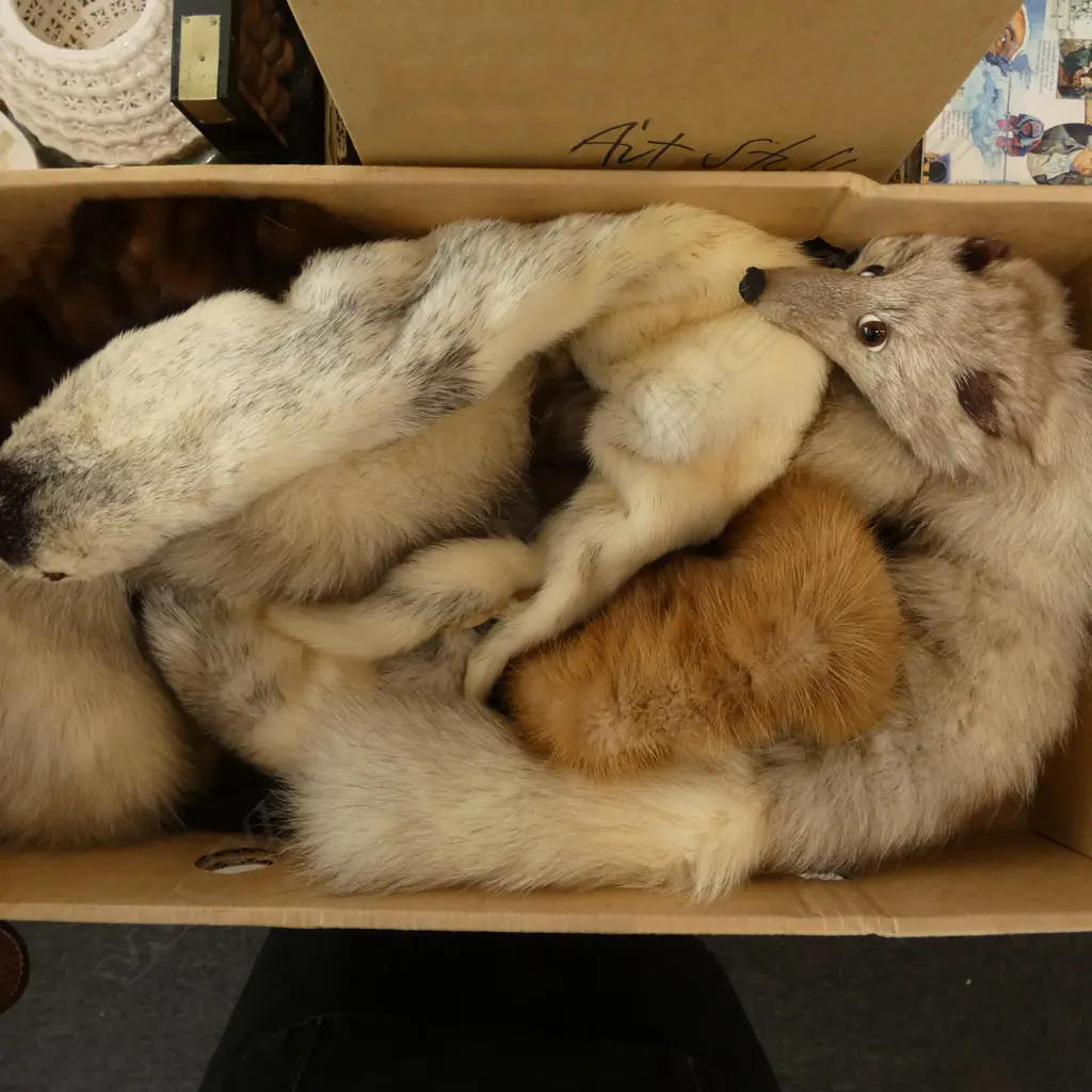 3 FUR STOLES, 2 HATS & HEAD BAND  Image 1++
