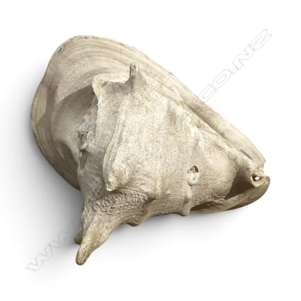 CONCH SHELL W.280mm Image 1++