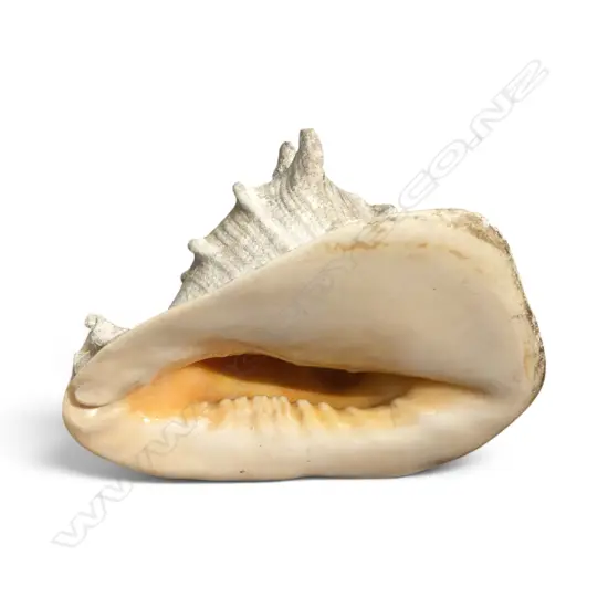 CONCH SHELL W.280mm