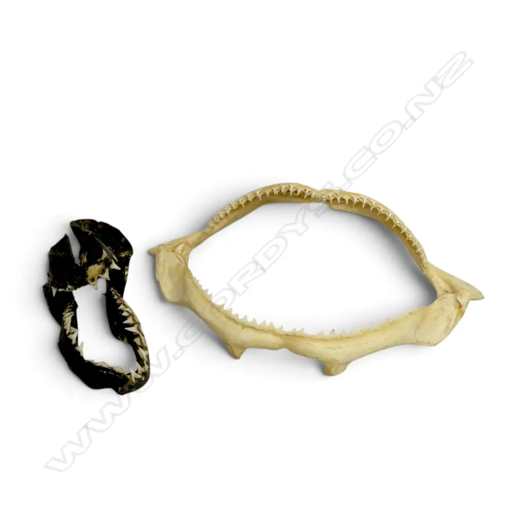 2 TAXIDERMY SHARK JAWS, ONE AS FOUND, L.310mm (largest) Image 1++