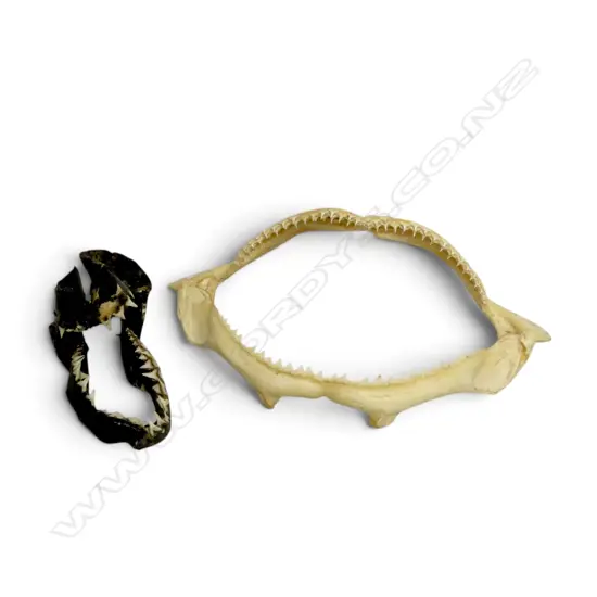 2 TAXIDERMY SHARK JAWS, ONE AS FOUND, L.310mm (largest)