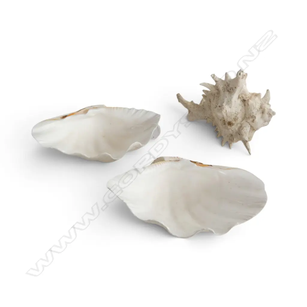 SPIDER SHELL & CLAM SHELL W.235mm Image 1++