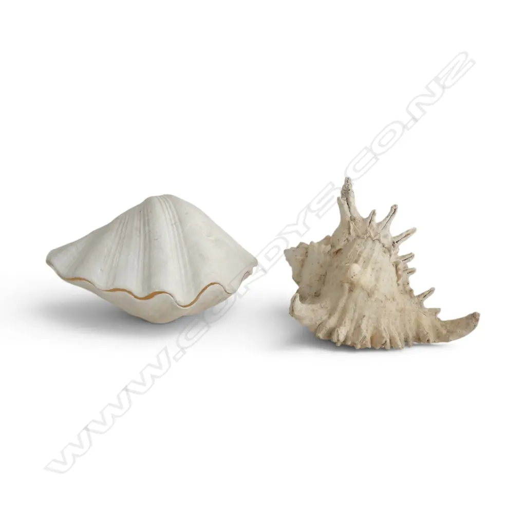 SPIDER SHELL & CLAM SHELL W.235mm Image 1++