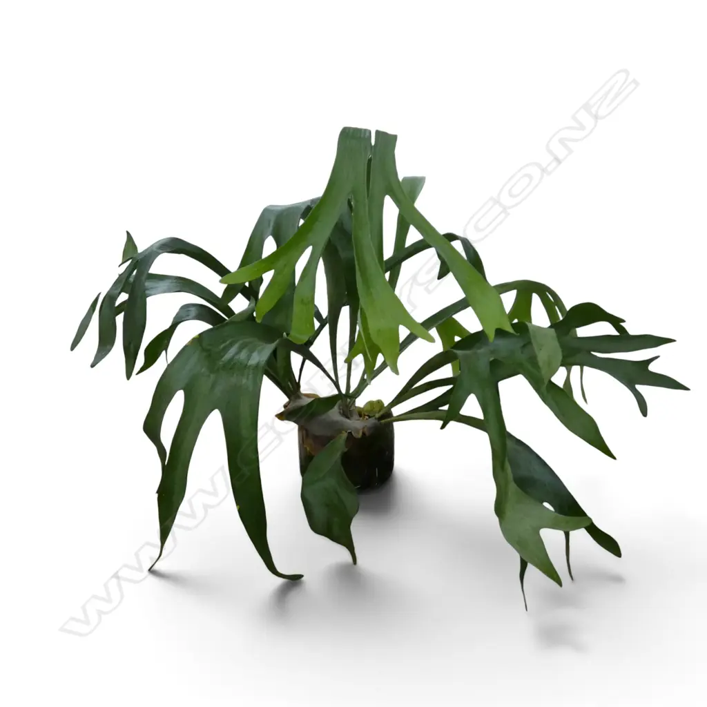 STAG HORN PLANT IN GLASS POT H.750mm W.1000mm Image 1++