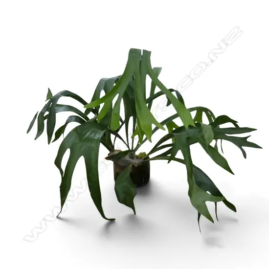STAG HORN PLANT IN GLASS POT H.750mm W.1000mm
