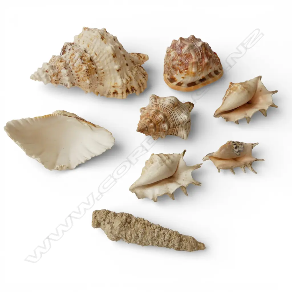 COLLECTION SHELLS INCLDS; CONCH, CLAM & LAMBIS Image 1++