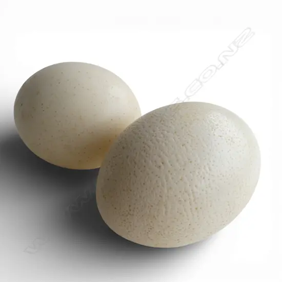 2 OSTRICH EGGS