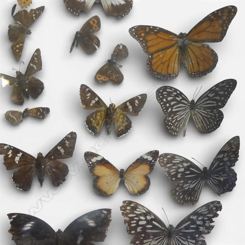 BUTTERYFLY SPECIMEN COLLECTION IN DISPLAY CASE 530x430x950mm Image 1++