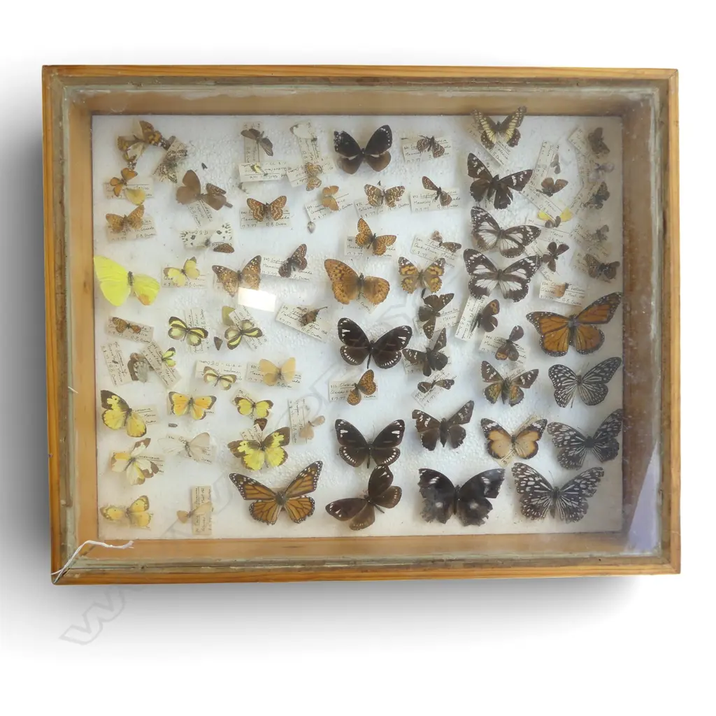 BUTTERYFLY SPECIMEN COLLECTION IN DISPLAY CASE 530x430x950mm Image 1++