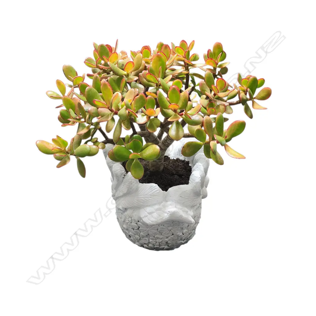 WHITE SWAN-SHAPED FIBERGLASS PLANTER WITH A JADE PLANT Image 1++