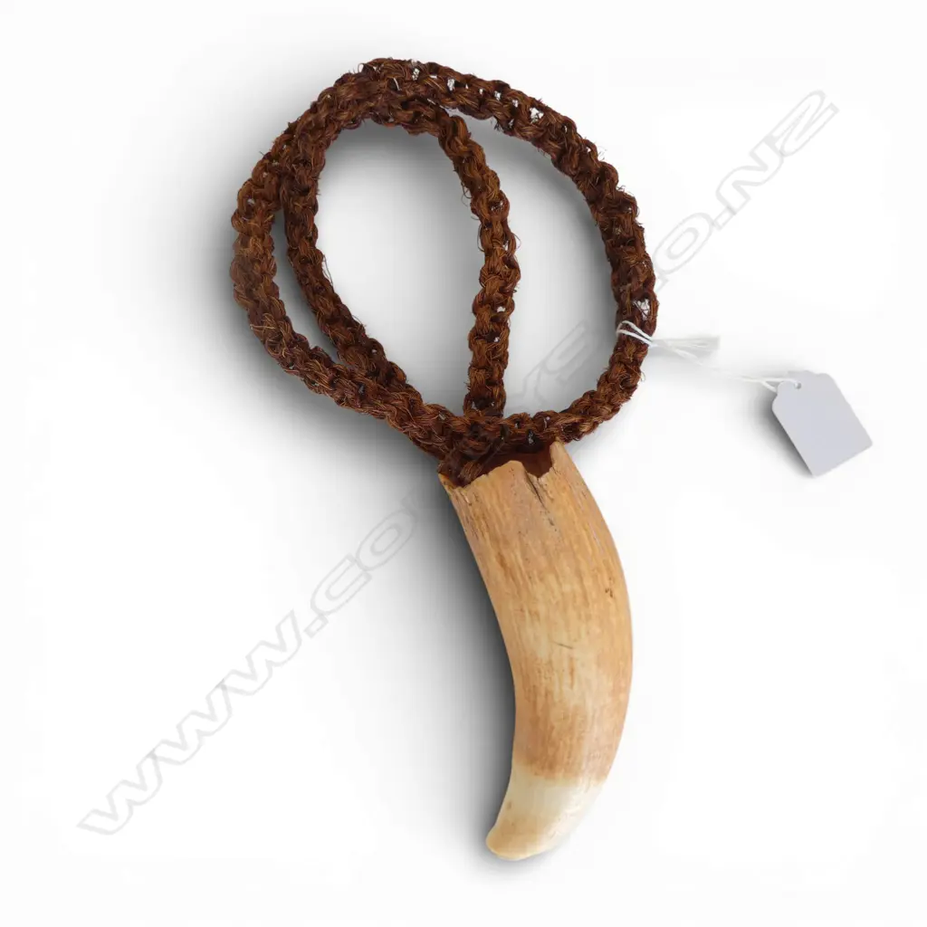 FIJIAN WHALE TOOTH TABUA ON FIBRE PLAITED CORD L.120mm Image 1++
