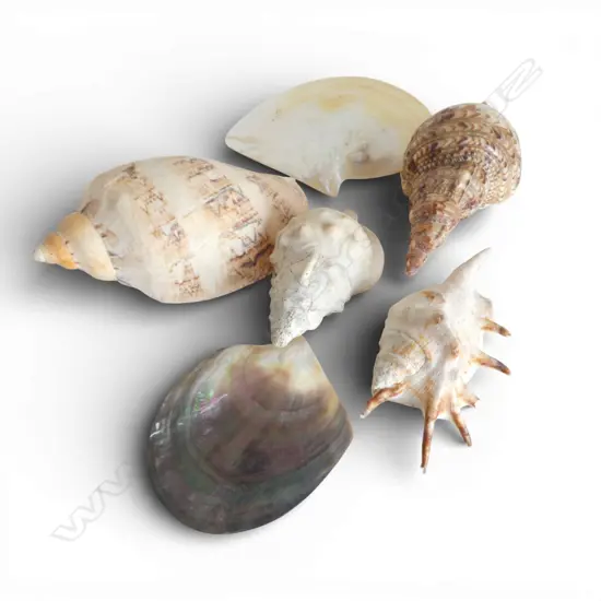 SIX ASSORTED SHELLS From the estate of jeweller Simon Misdale.