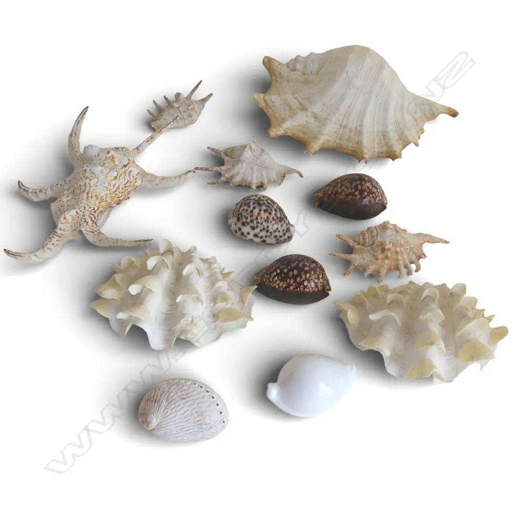 12 SHELLS W.270mm Image 1++