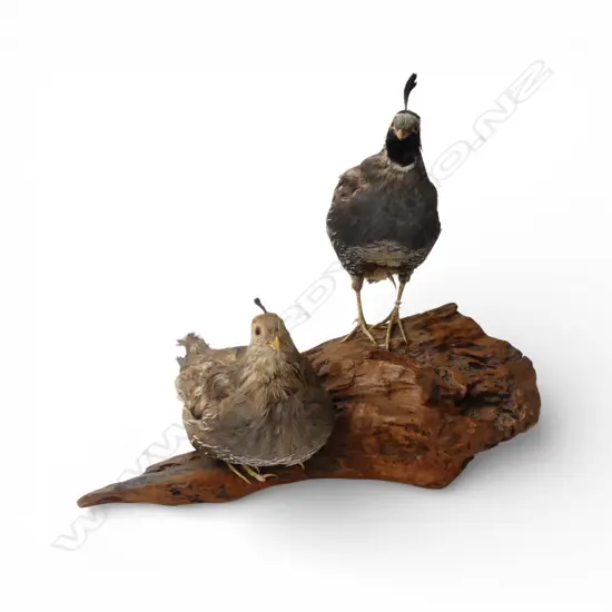PAIR OF TAXIDERMY QUAILS L.320mm